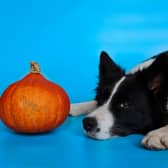 Our dogs can also enjoy pumpkin this autumn - this is how to introduce it into their diet safely.