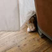 Fireworks can be frightening for your pets.