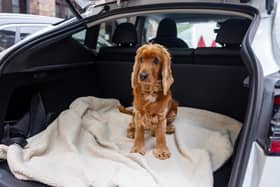 A medium shot of a red cocker spaniel dog sitting in the open boot of a car