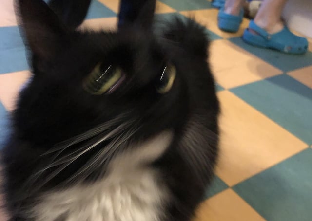 A distinctive missing cat has been found in the Bowhouse area of Grangemouth
