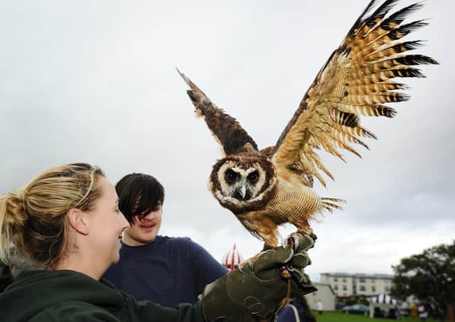 Heather Fox from Little Critters with Oakley the Asian Wood Owl at the 2018 Love the Lido event in Crownest Park.