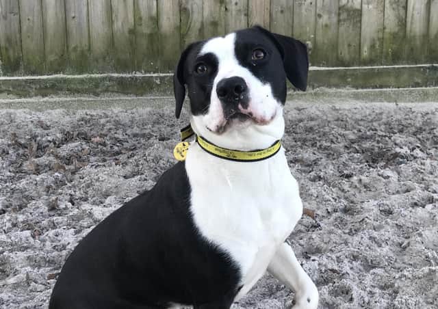 Rover
Pet of the Week