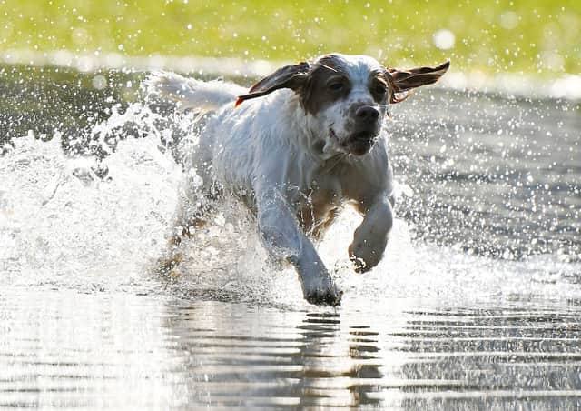 It's an ill wind ... Ajay, a two and a half-year-old cocker spaniel from Falkirk, was yesterday enjoying one very large puddle that has formed in front of Callendar House.