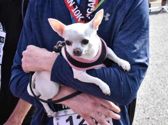 A pooch takes a rest after the family mile