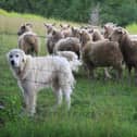 Growing concern...dog walkers are being asked to keep dogs on the lead while exercising near farms, after an increase in sheep worrying incidents across the country.
