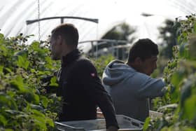 In short supply...fruit pickers are urgently needed to bring home the crops during the upcoming soft fruit season.