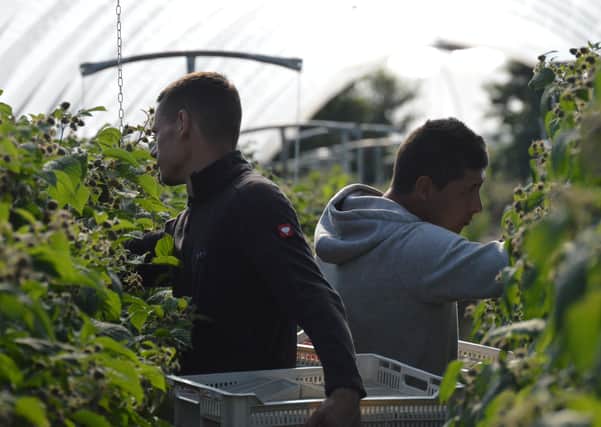 In short supply...fruit pickers are urgently needed to bring home the crops during the upcoming soft fruit season.