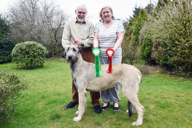 Bill and Fran Barnbrook with Irish wolfhound Bribiba’s Jinkabout, which won Best Puppy in Group at Crufts. Picture: Michael Gillen