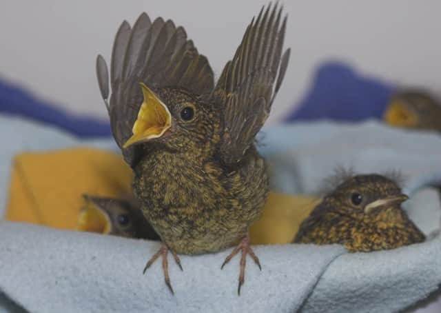 Robin nestlings should be in their nests but, if in doubt, please call the SSPCA.