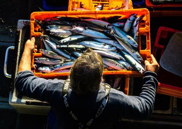 Landing Mackerel... by Laurence Hartwell was the overall winner in 2019.