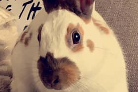 Nibbles