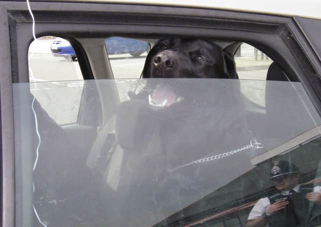 Don’t do it – 22 degrees outside can mean 44 degrees inside the car for a dog. Photo: RSPCA