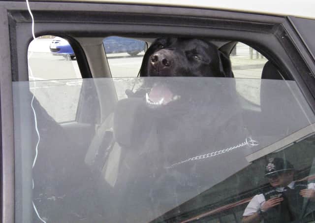 Don’t do it – 22 degrees outside can mean 44 degrees inside the car for a dog.
Photo:
RSPCA