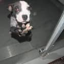 It is hoped new legislation will avoid leaving animals in limbo.