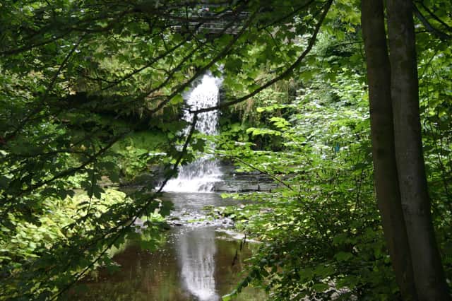 The trees and waterfalls of Westquarter Glen