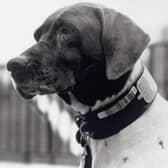 Heoric hound...Judy helped to keep up morale in a Japanese POW camp and saved countless lives.