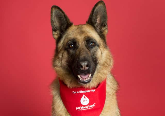 Izzy, a German Shepherd from Fife, retains the title of the highest donating dog in Scotland with 29 sessions under her belt before she retired.