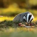 Badgers were among the most spotted mammals in our green spaces this spring. Now, for the first time, the survey is being conducted in autumn too.