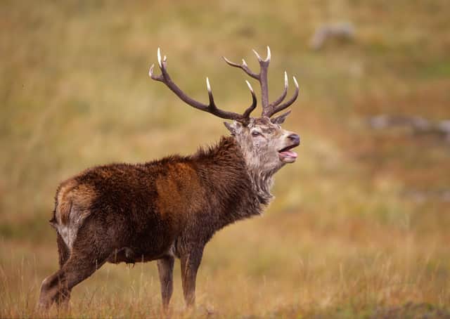 Deer stalking season....Scottish hillwalkers are being asked to check information on the website before heading for the hills. (Pic:  Laurie Campbell)