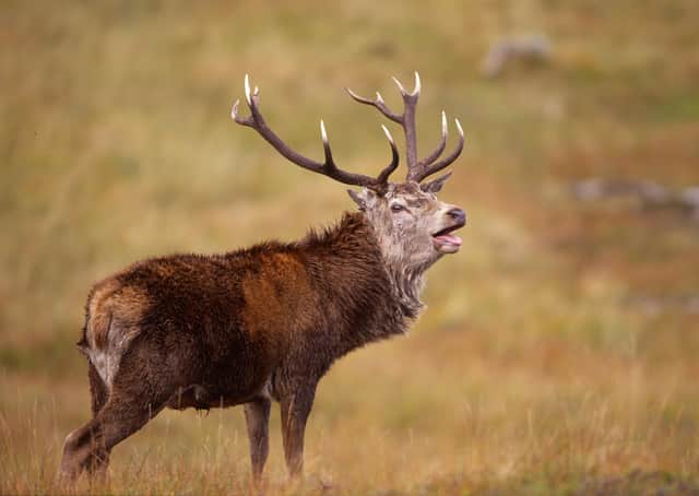 Deer stalking season....Scottish hillwalkers are being asked to check information on the website before heading for the hills. (Pic: Laurie Campbell)