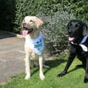 Internet sensations...Olive and Mabel know it makes sense to raise funds for Sense Scotland in its 35th year but they need readers to join them for walkies this month!