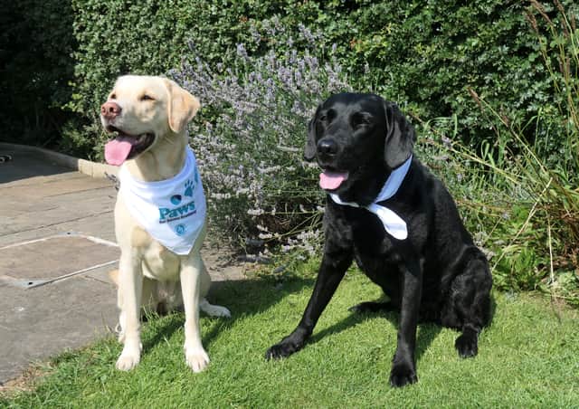 Internet sensations...Olive and Mabel know it makes sense to raise funds for Sense Scotland in its 35th year but they need readers to join them for walkies this month!