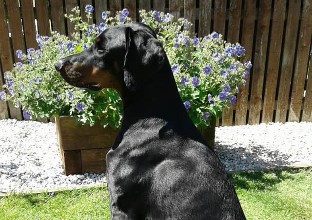 Six year old Reno