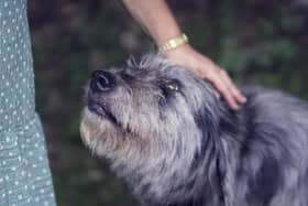 Looking into those puppy dog eyes, it's easy to understand why 40 per cent of Scots are worried about leaving their pets at home as they return to work.
