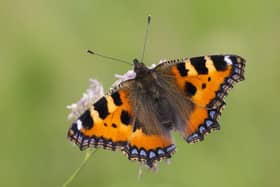 Top of the rankings...the Small Tortoiseshell topped the poll here in Scotland. (Pic: Bob Eade)