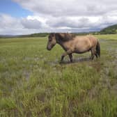 Traditional workers...Konik ponies will be called into service to help restore the largest floodplain fen in the UK.