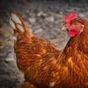 Avian flu...being transmitted by migratory birds could pose a risk for poultry keepers in Scotland this winter.