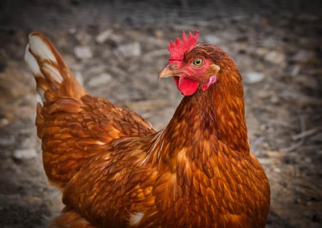 Avian flu...being transmitted by migratory birds could pose a risk for poultry keepers in Scotland this winter.