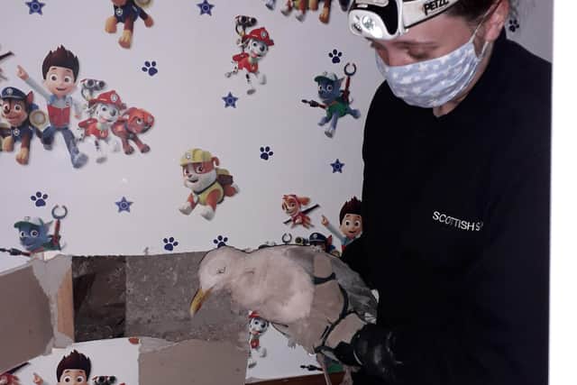 DIY disaster...for one home owner whose newly decorated wall had to be cut up to free Breeze, the gull who was later returned to the wild by Eilidh.