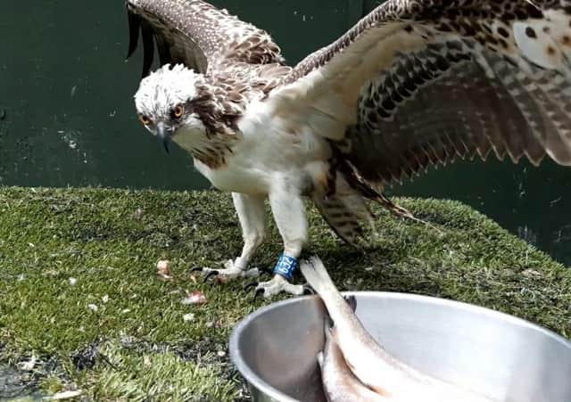 Unable to fly...but this osprey is being nursed back to health by SSPCA team at the Wildlife Rescue Centre.