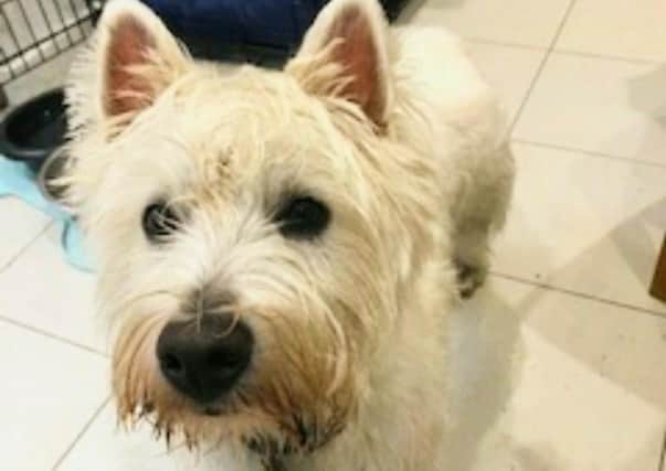 Hamish was rescued after he got stuck in Linlithgow Loch.