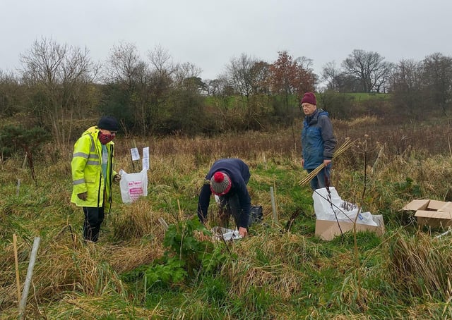Trees being planted by Burgh Beautiful Linlithgow volunteers west of Linlithgow Leisure Centre earlier this week