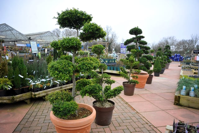 The garden centre is remaining open throughout the renovation and staff say they are trying to ensure as little disruption as possible to visitors.  Pic S Robards SR2201251 SUS-220125-173219001
