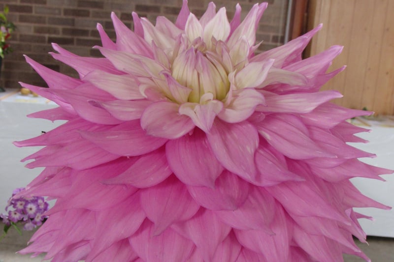 A beautiful pink dahlia. Picture: Haywards Heath Horticultural Society.