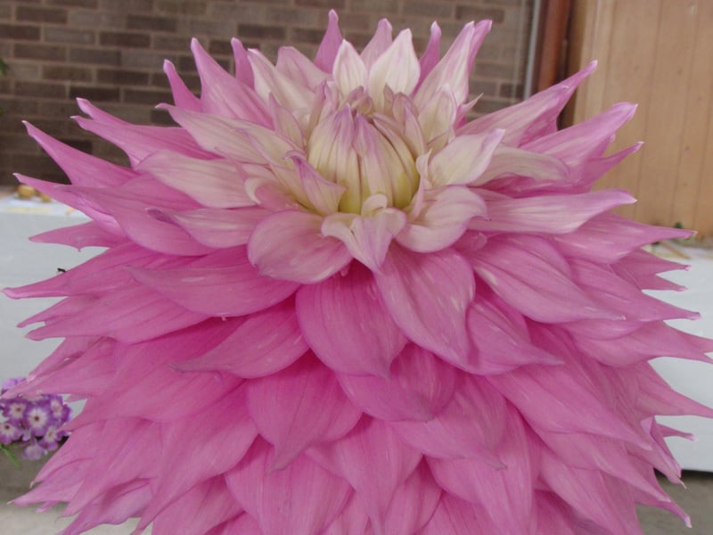 A beautiful pink dahlia. Picture: Haywards Heath Horticultural Society.