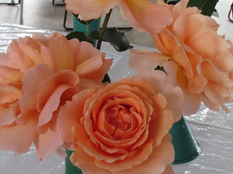 More beautiful flowers on display. Picture: Haywards Heath Horticultural Society.