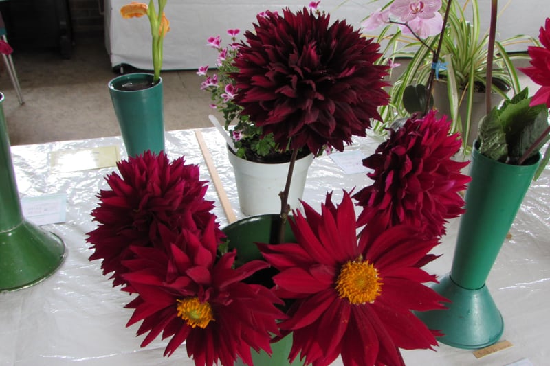 Award-winning dahlias by Micky Figg and Margaret Holt. Picture: Haywards Heath Horticultural Society.