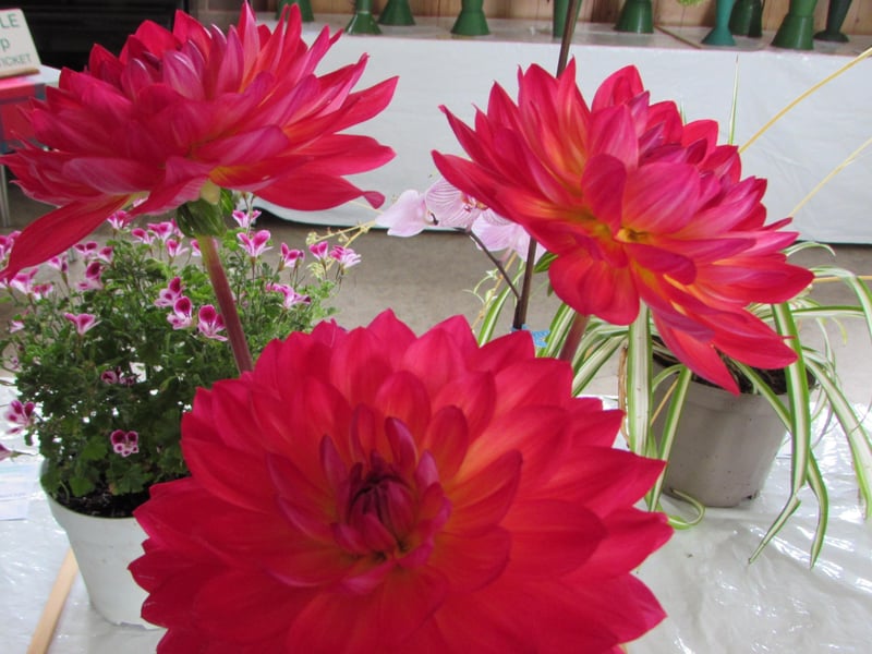 Water lilies. Picture: Haywards Heath Horticultural Society.