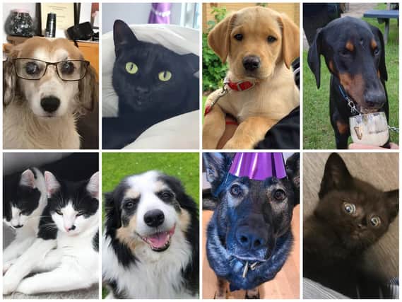 Some of the cutest pets in the running for Northamptonshire Hospital Charity's prizes next week