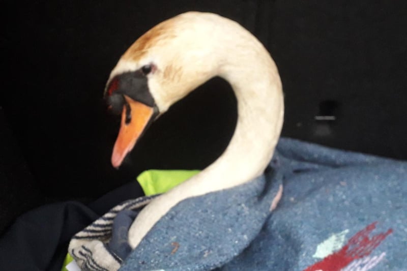 Swan — best rescue