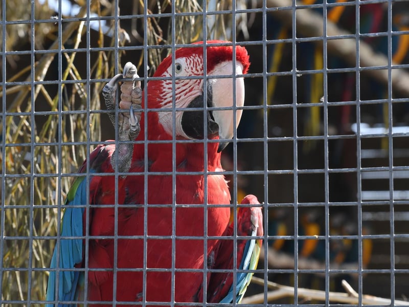 What's going on? The parrots are always pleased to welcome visitors.