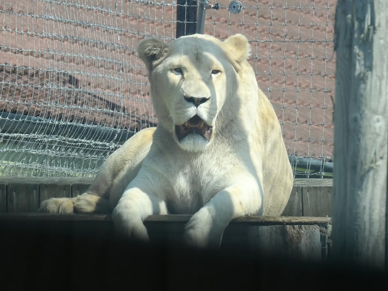 The mane event - but this lion is too warm to be too interested in the park's guests.