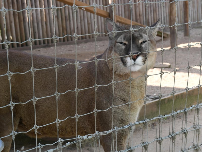 Nigel the Puma having a look what is going on.