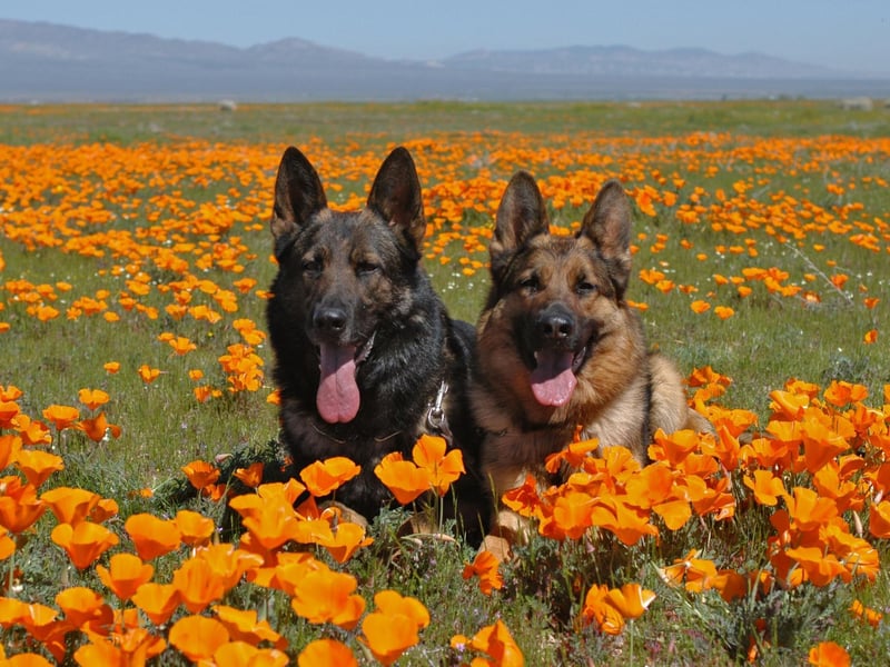 There's no doubting the top dog when it comes to pastoral breeds - there were 7,067 new German Shepherd registrations with the Kennel Club last year.