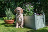 Guide dog puppies will be a star attraction at Friday's event at the Sensory Centre. Pic: Contributed