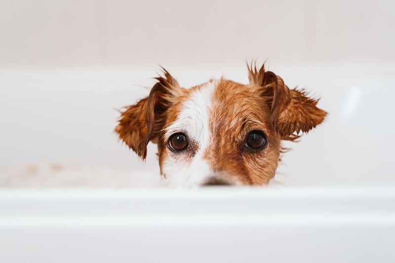 Even if you believe that all the shampoo has been removed after rinsing, make sure you double or even triple rinse. Ensuring every little bit of shampoo has been removed is vital as any remaining suds can irritate your dog’s skin.